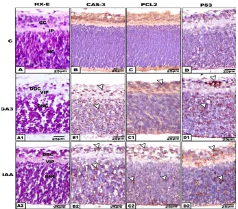 Fig. 5. Formalin-fixed histological and immunochemical staining of section of  offspring retina