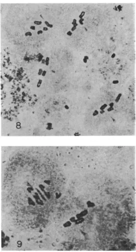 FIGURE &-Same testis as shown in Figure of precocious tiny rod towards upper pole. tiny 6