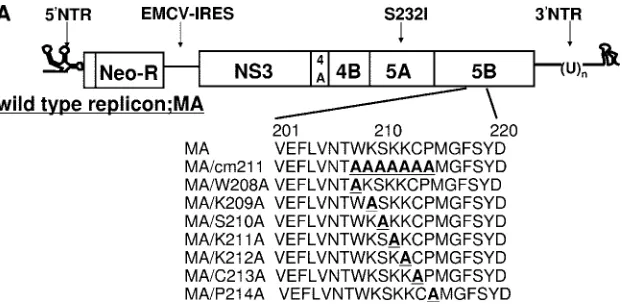 FIG. 1. (A) Schematic representation of the mutant replicons used inthis study. MA is a replicon carrying the point mutation S232I in NS5A