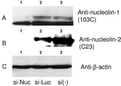 FIG. 2. Interaction between nucleolin and NS5B of HCV isolate M1LE and an essential residue for this interaction