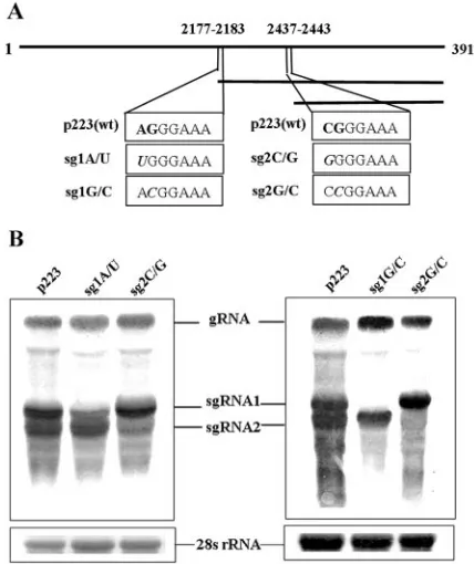 FIG. 3. Sequence requirements for ectopic expression of the sgRNA1promoter. (A) Schematic diagram of constructs in which sequence