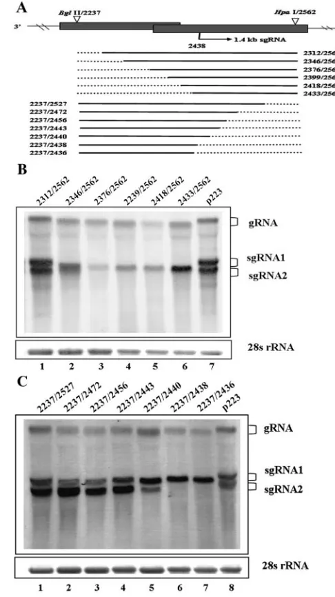 FIG. 5. Mapping of the boundary of sgRNA2 promoter. (A) Sche-matic representation of deletion mutants