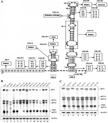 FIG. 6. Analyses of RNA sequence and secondary structure of sgRNA1 promoter. (A) Mutations in the regions of the duplicated sgRNA1promoter