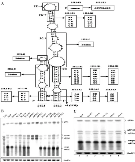 FIG. 7. Analyses of RNA sequence and secondary structure of sgRNA2 promoter. (A) Mutations in the 2SL1 and 2SL2 regions