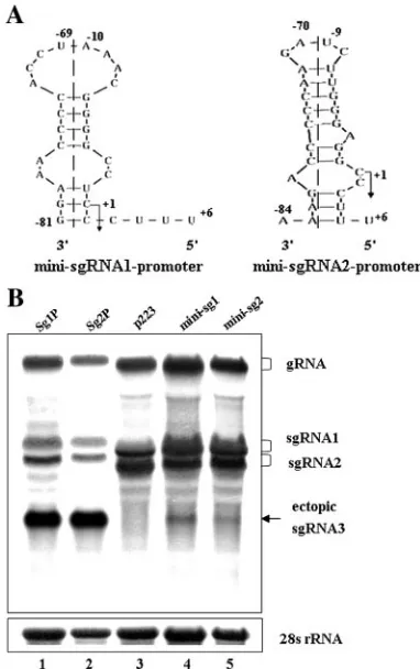 FIG. 9. The 5�function as sgRNA promoters. (A) Diagram of constructs in which thesequence of the 53825 to 3911) was duplicated and inserted into the BglII and SphI sitesin the CP ORF of the p223BS mutant