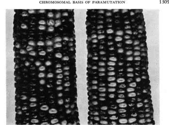 FIGURE 1 .-Mendelian testcross ears from two different 