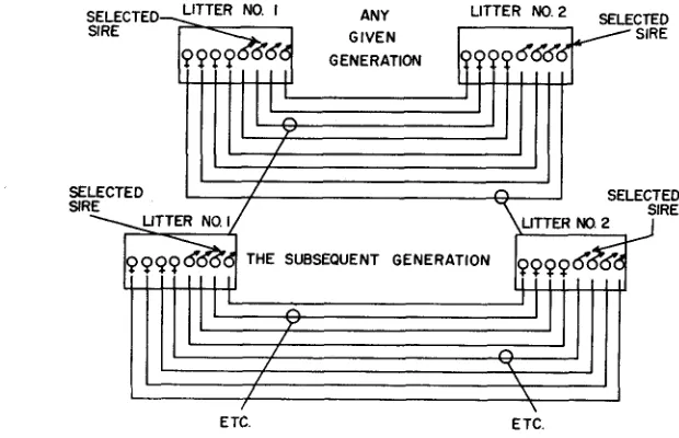 FIGURE 1.-The double first cousin mating scheme. 