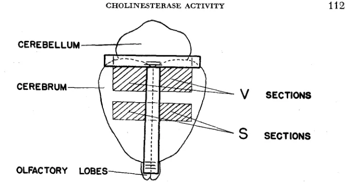 FIGURE + S) T cortex, olfactory lobes and cerebellum, all of which comprise the subcortical The cortical ChE activity was taken lineated
