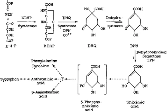 FIGURE 1.-Reaction sequence involved PAB. Brackets signify that the compound has not been definitely established as an intermediate