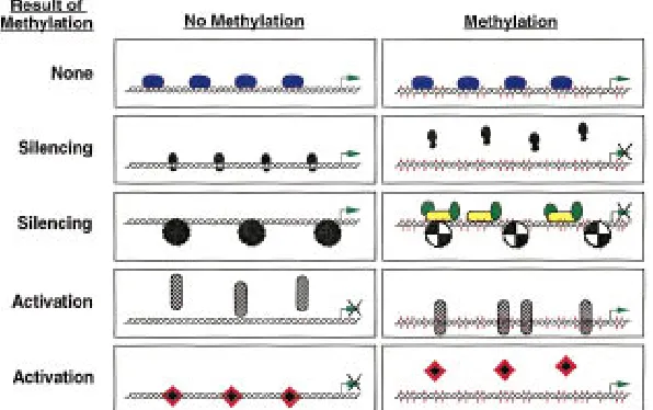 Figure 6Four mechanisms by which methylation can alter transcrip-which alter nucleosome function (as shown by quartered circles) re-sulting in silencing
