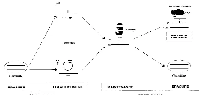 Figure 1Key stages of genomic imprinting during development. (Erasure) The‘‘imprint’’ (inherited from the previous generation, generation one) is erased onboth parental chromosomes during germ cell development (note that this figureshows complete erasure o