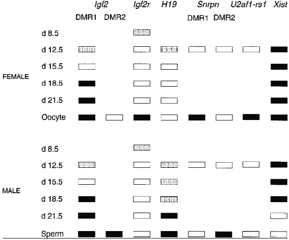 Figure 2Methylation patterns in imprinted genes in the germ line.The stages of germ cell development analyzed for each imprintedgene are indicated