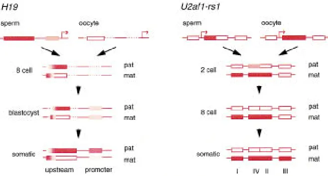 Figure 3The ontogeny of allelic methylation at the H19 and U2af1-rs1 genes.(Solid bars) Complete methylation (>90%); (open bars) absence of methylation(<10%); (shaded bars) intermediate levels