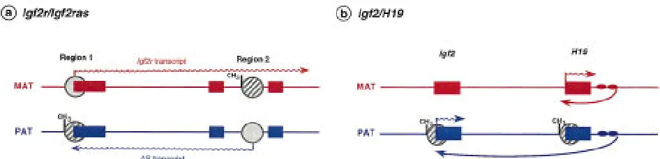 Figure 5Expression competition mechanisms at theas solid boxes, with arrows indicating the transcribed alleles; regions 1 and 2 are sites of differential methylation(hatched circles with CH Igf2r/Igf2ras and Igf2/H19 loci