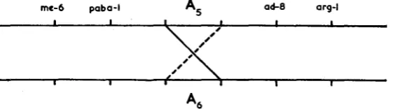 FIGURE 1.-Position by broken line. of crossover recombining subunits of the A locus. A, recombinant shown A, recombinant shown by unbroken line
