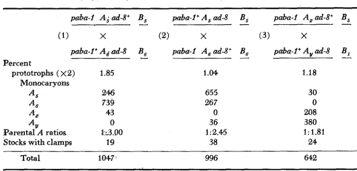 TABLE 4 Summary of prototrophs isolated with?he aid of linked selectiue markers 