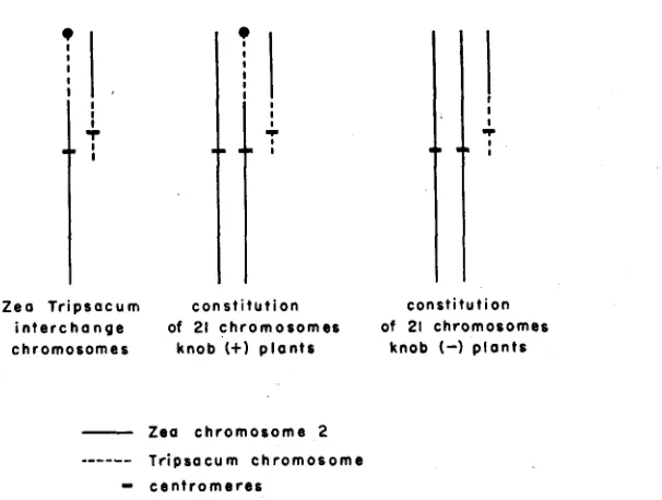 FIGURE 1 the .-Diagrams showing composition of Zea-Tripsacum interchange chromosomes and combinations in which they occur in knob (f) and b o b  (-) plants