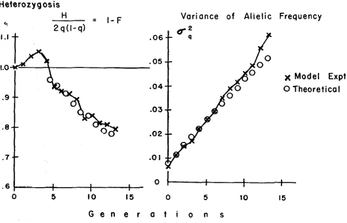 FIGURE 4.---Comparison of empirical model with theory. for the model were calculated as ber because the common ancestry which lowers heterozygosis makes a first partial appearance in the fourth generation (four of the Table 59)