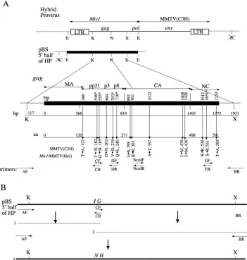 FIG. 1. Strategy for making chimeric viruses. (A) The 5�ER, NcoIF, and NcoIR were used for PCR-directed mutagenesis, as described in Materials and Methods, to replacetheMA, CA, and NC domains and amino acid differences between MMTV(C3H) andXbaI site