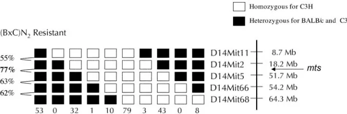 FIG. 6. Haplotype map of (B �genomewide scan with MIT markers spaced at 15- to 35-Mb intervals throughout the genome