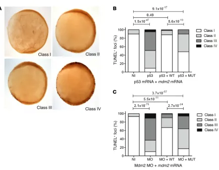Figure 5. Impaired function of the antiterminating Mdm2 mutation in a zebrafish model