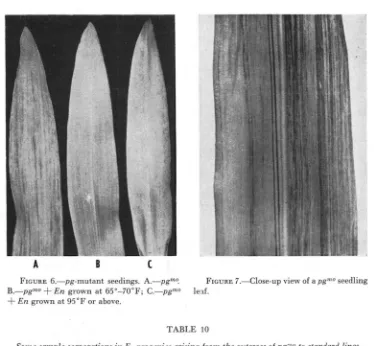 FIGURE 6.-pg-mutant 4- En grown A.-pgmo. B.-pgmO + seedings. En grown at 65"-70"F; C.-pgmo at 95°F or above