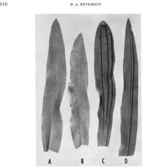 FIGURE 1.-Seedling occurring mutant stripes; C.--early and late occurring mutant stripes; leaves of mutant plants