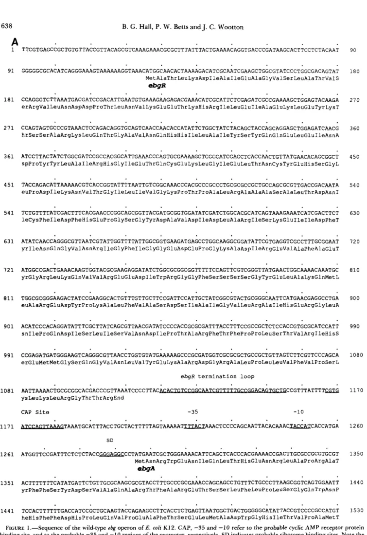 FIGURE 1  .-Sequence  of the  wild-type  ebg operon of E. coli  K12. CAP, -35  and  -10  refer  to  the probable  cyclic AMP  receptor  protein  binding site, and  to  the  probable -35  and -10  regions of the promoter, respectively