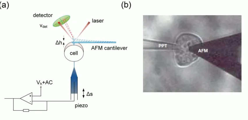 Figure 1.4 a) Diagrammatic sketch of the set up for direct flexoelectric effect characterization of HEK cell using patch-clamp method