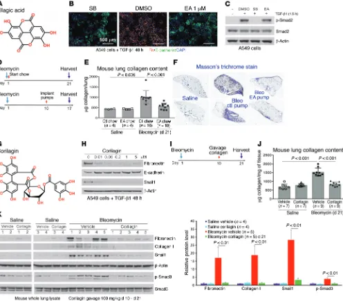 Figure 1. EA and corilagin inhibit TGF-β1–dependent EMT and attenuate bleomycin-induced fibrogenesis