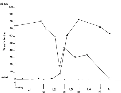 FIGURE 3.-Temperature-~ensitive judged by a characteristic phenotype using the dissecting microscope and  the lack of self-progeny