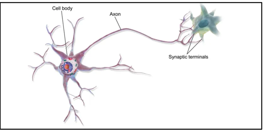Figure 1.1: Anatomy of A Neuron. Typical neuron showing cell body, axon, and synaptic terminal