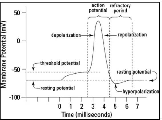Figure 1.2: Action Potential as it would Appear on an Oscilloscope. The shape is due to rapid depolarization and repolarization from ion channels opening and closing