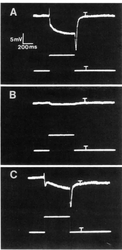 FIGURE 7.-Electroretinogr;1nl artifact of the triggering system. The light stimulus is of 0.5-sec duration