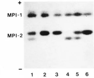 FIGURE 2.-Electrophoretic patterns  of glyoxalase. The d ;  a genotypes are: (1)-(4) GLO-I ala
