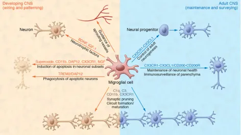 Figure 1. Homeostatic function of microglia in the developing and adult CNS. In addition to their function as a resident immune cell in the CNS parenchy-ma, microglia display a variety of other functions to maintain tissue homeostasis