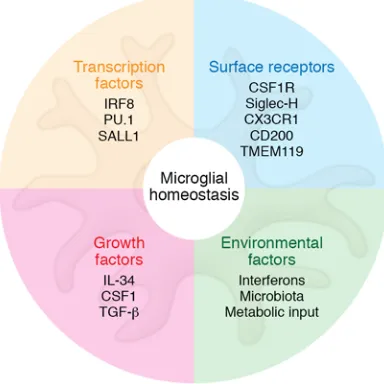 Figure 2. Factors regulating microglial homeostasis. Microglial homeo-stasis is tightly regulated and maintained by different factors, including cell-intrinsic transcription factors and cell surface receptors