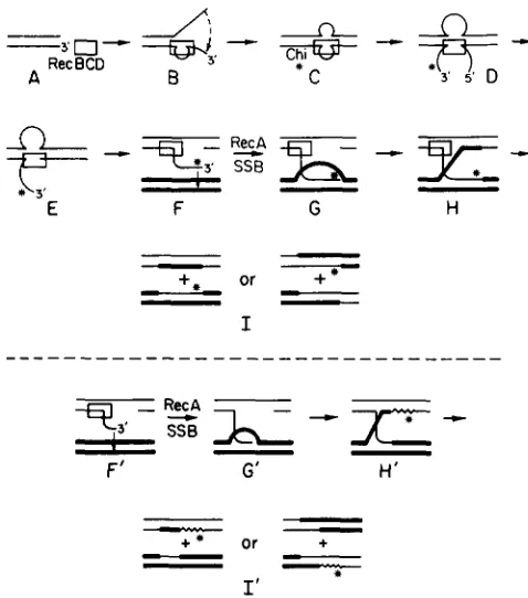 FIGURE 1.-Model parental chromosome is represented by a pair of light lines, and  the 