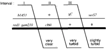 FIGURE 4,“Crosses  to determine  the distribution of Chi-stimu- lated exchange. The diagram represents two crosses done in paral- lel: in one,  the upper  parent  (phage  1568) contains scribed in selection, scoring for genetic exchange in the three interv
