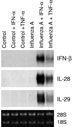 FIG. 2. IFN-�24 h, followed by infection with inﬂuenza A virus (A/Beijing/353/89;multiplicity of infection, 2) for 6 h