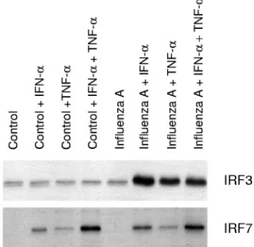 FIG. 6. IFN-�and IRF7 DNA binding. A549 cells were left untreated or pretreated withIFN-infected with inﬂuenza A virus (A/Beijing/353/89)