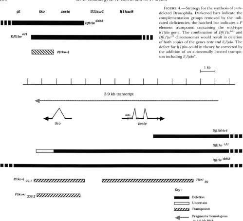 FIGURE 4.--Strategy for the synthesis of zeste- deleted Drosophila. Darkened bars indicate the 