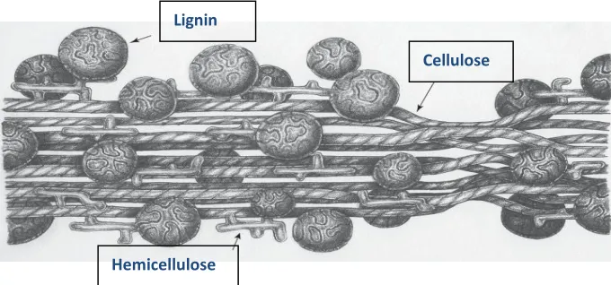 Figure 2.1 General structure of lignocellulosic material (adapted from Stokke 2014).  