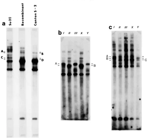 FIGURE 8.5 The lanes from the parental chromosomes are labeled A and B, showing that they are the  products of recombination between both parental rDNA regions