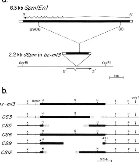 FIGURE 1 Spm The two bp deletion in the terminal inverted repeat of the of transcription from the (En) et transcript derivatives