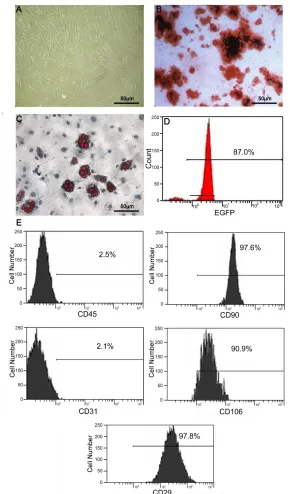 Fig. 1. Characterization of isolated BM-MSCs. (A) Appearance of MSCs at passage 3. (B)