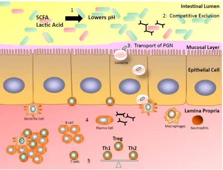 Figure 3.  Interaction of prebiotics and probiotics in the intestine.   