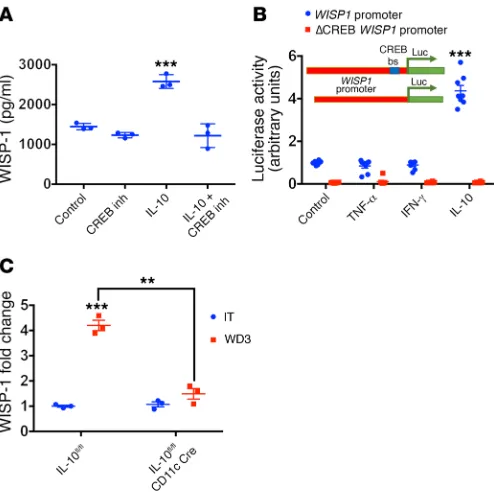 Figure 5A, increased WISP1 mRNA was identified in healing intes-