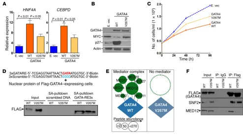 Figure 7. Mutant GATA4 V267M does not recruit the mediator complex and is transcriptionally less active