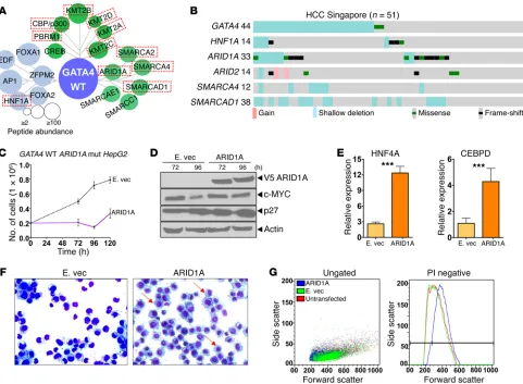 Figure 8. Recurrent inactivation of GATA4 coactivators in HCC. (A) Coactivators highly represented in the GATA4 protein interactome